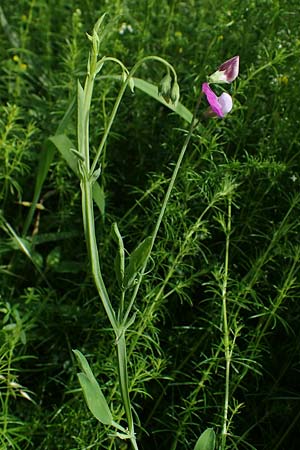 Lathyrus hirsutus \ Behaartfrchtige Platterbse / Hairy Vetchling, D Eggenstein-Leopoldshafen 12.6.2021