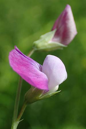 Lathyrus hirsutus \ Behaartfrchtige Platterbse / Hairy Vetchling, D Eggenstein-Leopoldshafen 12.6.2021
