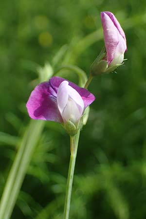Lathyrus hirsutus \ Behaartfrchtige Platterbse / Hairy Vetchling, D Eggenstein-Leopoldshafen 12.6.2021