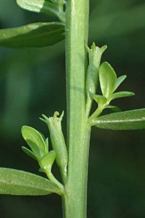 Lythrum hyssopifolia \ Ysopblttriger Weiderich / Hyssop Loosestrife, D Schutterwald 1.10.2021