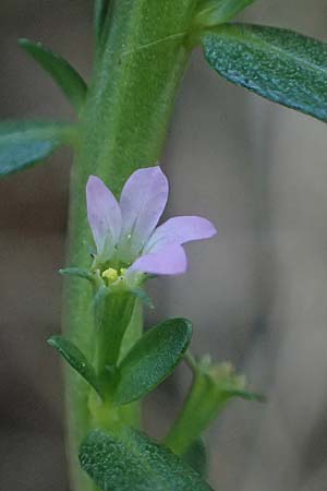 Lythrum hyssopifolia \ Ysopblttriger Weiderich / Hyssop Loosestrife, D Schutterwald 1.10.2021