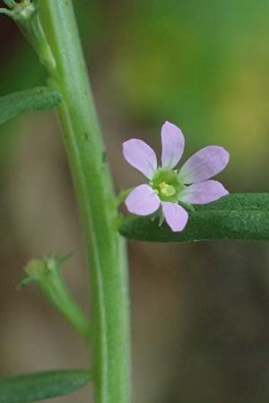 Lythrum hyssopifolia \ Ysopblttriger Weiderich / Hyssop Loosestrife, D Schutterwald 1.10.2021
