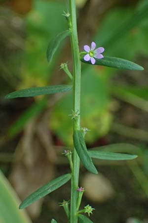 Lythrum hyssopifolia \ Ysopblttriger Weiderich / Hyssop Loosestrife, D Schutterwald 1.10.2021