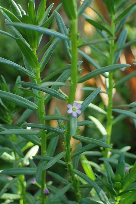Lythrum hyssopifolia \ Ysopblttriger Weiderich / Hyssop Loosestrife, D Schutterwald 1.10.2021