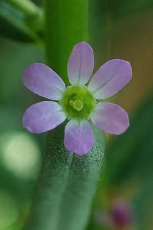 Lythrum hyssopifolia \ Ysopblttriger Weiderich / Hyssop Loosestrife, D Schutterwald 1.10.2021