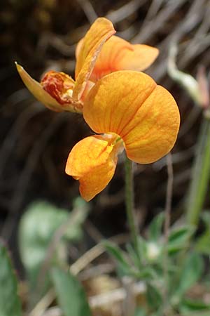 Lotus corniculatus subsp. hirsutus \ Behaarter Gewhnlicher Hornklee / Bird's-Foot Deervetch, D Thüringen, Erfurt 19.6.2023