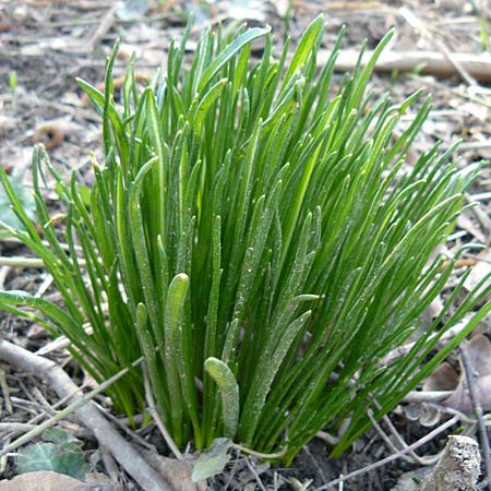 Ornithogalum angustifolium \ Schmalblttriger Milchstern / Narrow-Leaved Star of Bethlehem, D Ludwigshafen 8.3.2021