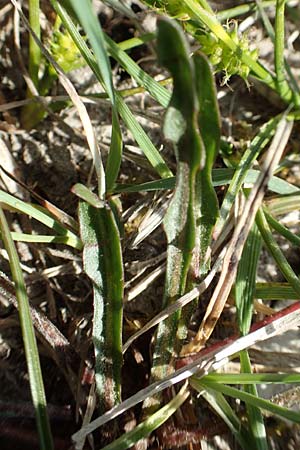 Taraxacum turfosum \ Torfmoos-Lwenzahn / Peat Dandelion, D Hegne 25.4.2018