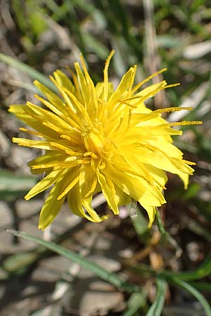 Taraxacum turfosum \ Torfmoos-Lwenzahn / Peat Dandelion, D Hegne 25.4.2018