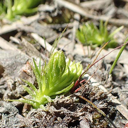 Lycopodiella inundata \ Sumpf-Brlapp / Marsh Clubmoss, D Ober-Roden 7.5.2018
