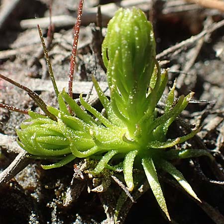 Lycopodiella inundata \ Sumpf-Brlapp / Marsh Clubmoss, D Ober-Roden 7.5.2018