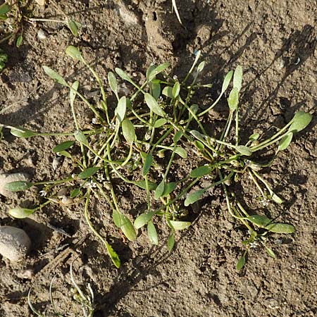 Limosella aquatica \ Schlammling, Wasser-Schlammkraut / Water Mudwort, D Köln-Langel 6.10.2018