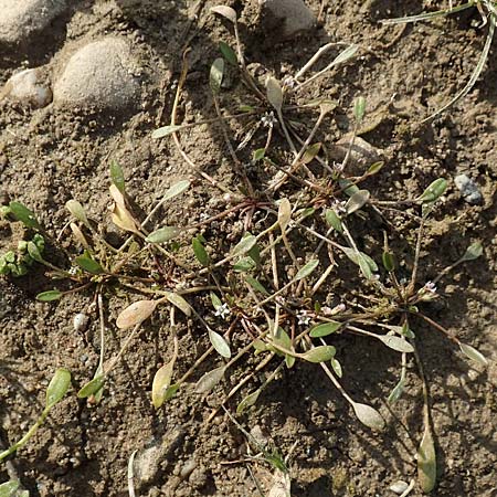 Limosella aquatica \ Schlammling, Wasser-Schlammkraut / Water Mudwort, D Köln-Langel 6.10.2018