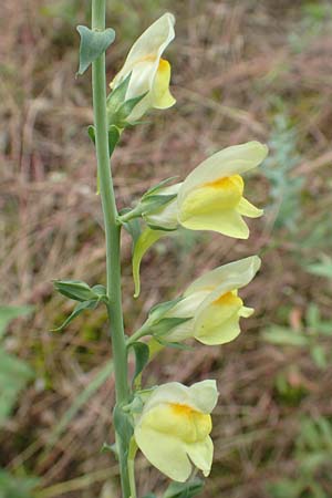 Linaria dalmatica \ Dalmatinisches Leinkraut / Dalmatian Toadflax, D Seeheim an der Bergstraße 12.6.2019
