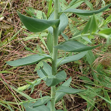Linaria dalmatica \ Dalmatinisches Leinkraut / Dalmatian Toadflax, D Seeheim an der Bergstraße 12.6.2019