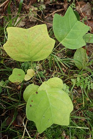 Liriodendron tulipifera \ Tulpenbaum / American Tulip Tree, D Odenwald, Ursenbach 3.10.2019