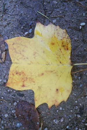 Liriodendron tulipifera \ Tulpenbaum / American Tulip Tree, D Odenwald, Ursenbach 4.11.2020