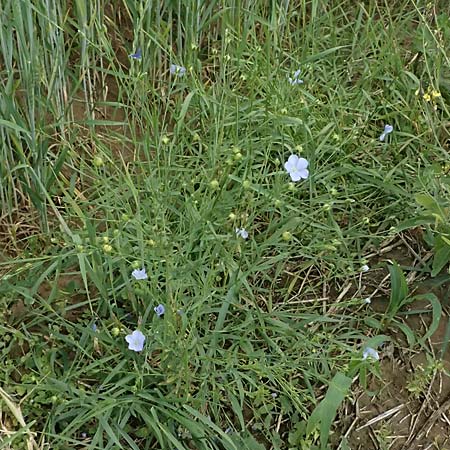 Linum bienne \ Zweijhriger Lein / Pale Flax, D Wiesloch 3.6.2025
