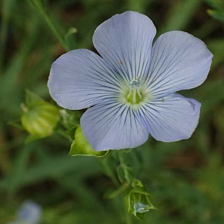 Linum bienne \ Zweijhriger Lein / Pale Flax, D Wiesloch 3.6.2025