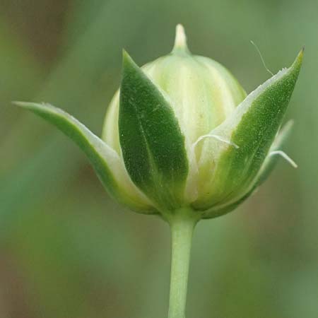 Linum bienne \ Zweijhriger Lein / Pale Flax, D Wiesloch 3.6.2025
