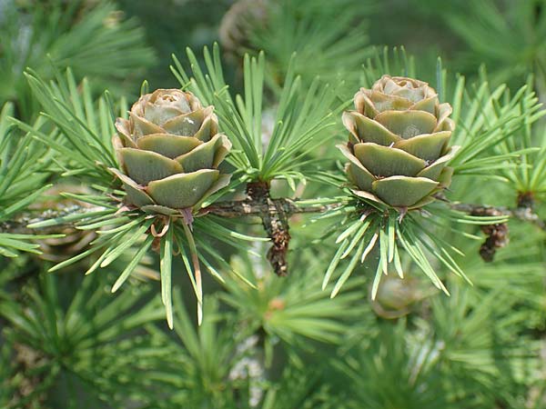 Larix kaempferi \ Japanische Lrche / Japanese Larch, D Stuttgart-Hohenheim 19.7.2018