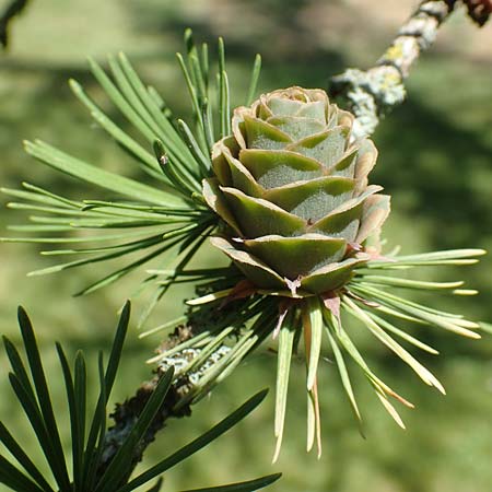 Larix kaempferi \ Japanische Lrche / Japanese Larch, D Stuttgart-Hohenheim 19.7.2018
