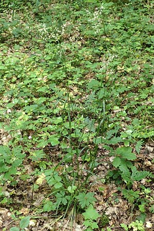 Luzula luzuloides \ Weiliche Hainsimse / White Wood-Rush, D Östringen-Eichelberg 28.5.2016