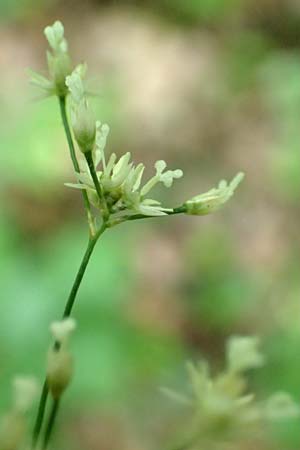 Luzula luzuloides \ Weiliche Hainsimse / White Wood-Rush, D Östringen-Eichelberg 28.5.2016