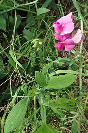 Lathyrus latifolius \ Breitblttrige Platterbse / Broad-Leaved Everlasting Pea, D Obernburg am Main 19.8.2017