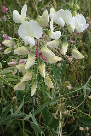 Lathyrus latifolius \ Breitblttrige Platterbse / Broad-Leaved Everlasting Pea, D Pfalz, Speyer 17.6.2018
