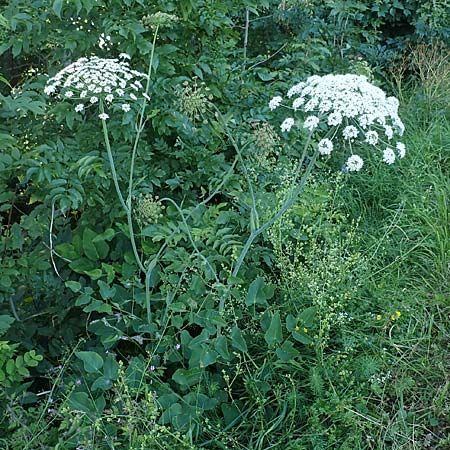 Laserpitium latifolium \ Breitblttriges Laserkraut / Broad-Leaved Sermountain, D Spaichingen 25.6.2018