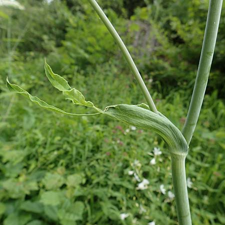 Laserpitium latifolium \ Breitblttriges Laserkraut / Broad-Leaved Sermountain, D Spaichingen 26.6.2018