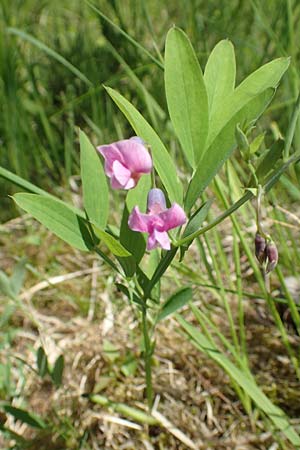 Lathyrus linifolius \ Berg-Platterbse / Bitter Vetchling, D Rosenthal 15.6.2019