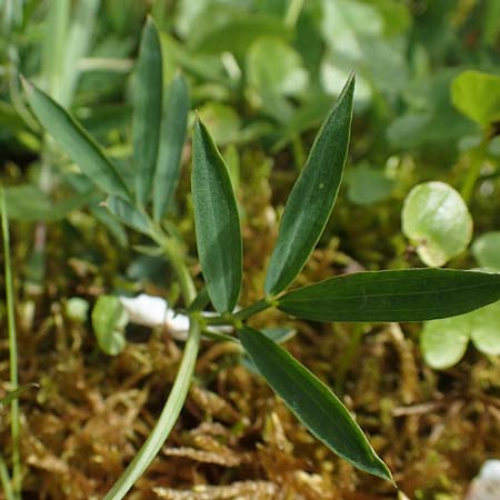 Lathyrus linifolius \ Berg-Platterbse / Bitter Vetchling, D Odenwald, Wünschmichelbach 8.5.2021