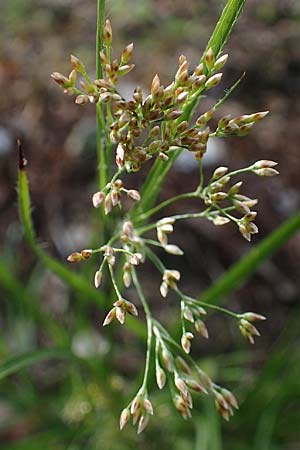 Luzula luzuloides \ Weiliche Hainsimse / White Wood-Rush, D Zwingenberg an der Bergstraße 15.4.2022