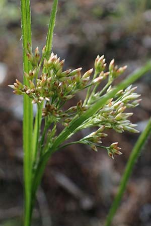 Luzula luzuloides \ Weiliche Hainsimse / White Wood-Rush, D Zwingenberg an der Bergstraße 15.4.2022