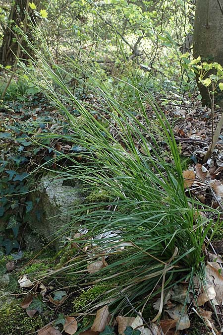Luzula luzuloides \ Weiliche Hainsimse / White Wood-Rush, D Zwingenberg an der Bergstraße 15.4.2022