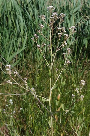 Lepidium latifolium \ Breitblttrige Kresse / Dittander, D Sachsen-Anhalt, Salziger See 7.6.2022