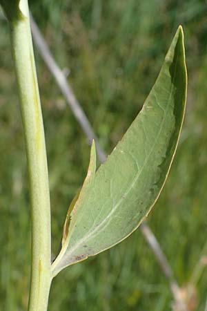 Lepidium latifolium \ Breitblttrige Kresse / Dittander, D Sachsen-Anhalt, Salziger See 7.6.2022