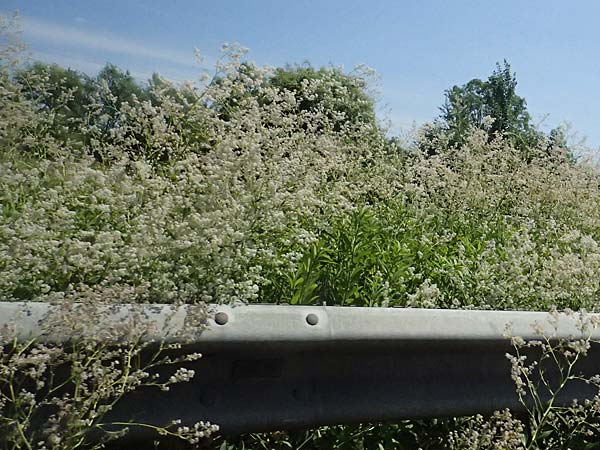 Lepidium latifolium \ Breitblttrige Kresse / Dittander, D Koblenz 22.6.2025