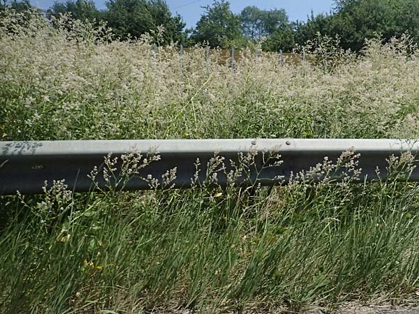 Lepidium latifolium \ Breitblttrige Kresse / Dittander, D Koblenz 22.6.2025