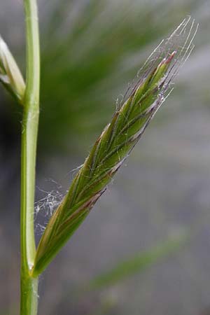 Lolium multiflorum \ Italienisches Weidelgras / Italian Rye-Grass, D Altlussheim 26.5.2015