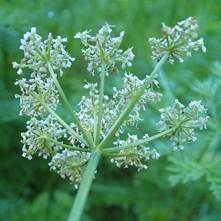 Ligusticum mutellina \ Alpen-Mutterwurz / Mutelline, D Schwarzwald/Black-Forest, Feldberg 10.7.2016