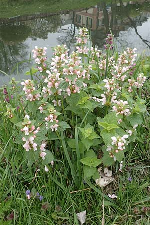 Lamium maculatum \ Gefleckte Taubnessel / Spotted Dead-Nettle, D Frankfurt-Höchst 8.4.2017