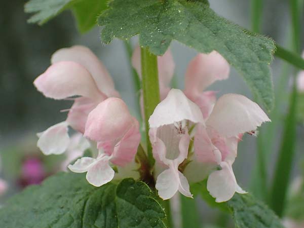 Lamium maculatum \ Gefleckte Taubnessel / Spotted Dead-Nettle, D Frankfurt-Höchst 8.4.2017
