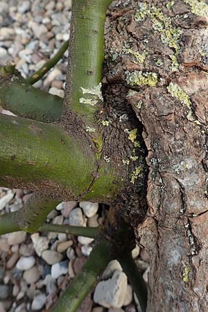 Viscum album subsp. album \ Laubholz-Mistel / Mistletoe, D Mannheim Reiß-Insel 5.2.2019