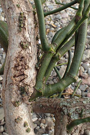 Viscum album subsp. album \ Laubholz-Mistel / Mistletoe, D Mannheim Reiß-Insel 5.2.2019