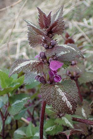 Lamium maculatum \ Gefleckte Taubnessel / Spotted Dead-Nettle, D Großwallstadt am Main 19.3.2022