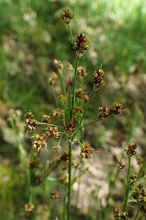 Luzula multiflora \ Vielbltige Hainsimse / Heath Wood-Rush, D Weinheim an der Bergstraße 28.4.2022