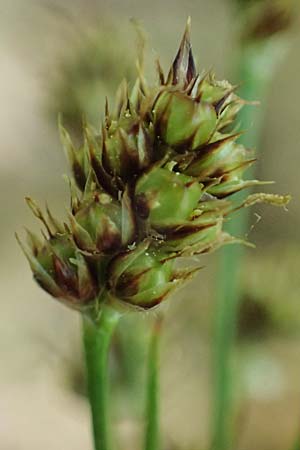 Luzula multiflora \ Vielbltige Hainsimse / Heath Wood-Rush, D Weinheim an der Bergstraße 28.4.2022